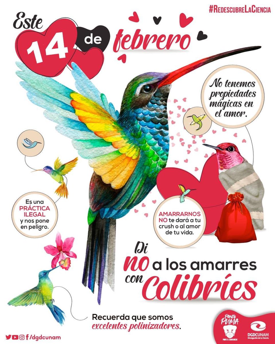 DGDCUNAM's tweet photo. ¡Por un mundo sin amarres!

El colibrí no posee características mágicas en el amor🙅, ¡pero sí es un excelente polinizador y una especie que debemos cuidar y respetar!

¿Nos ayudas a compartir el mensaje?❤️ https://t.co/f6nAJPUOdH