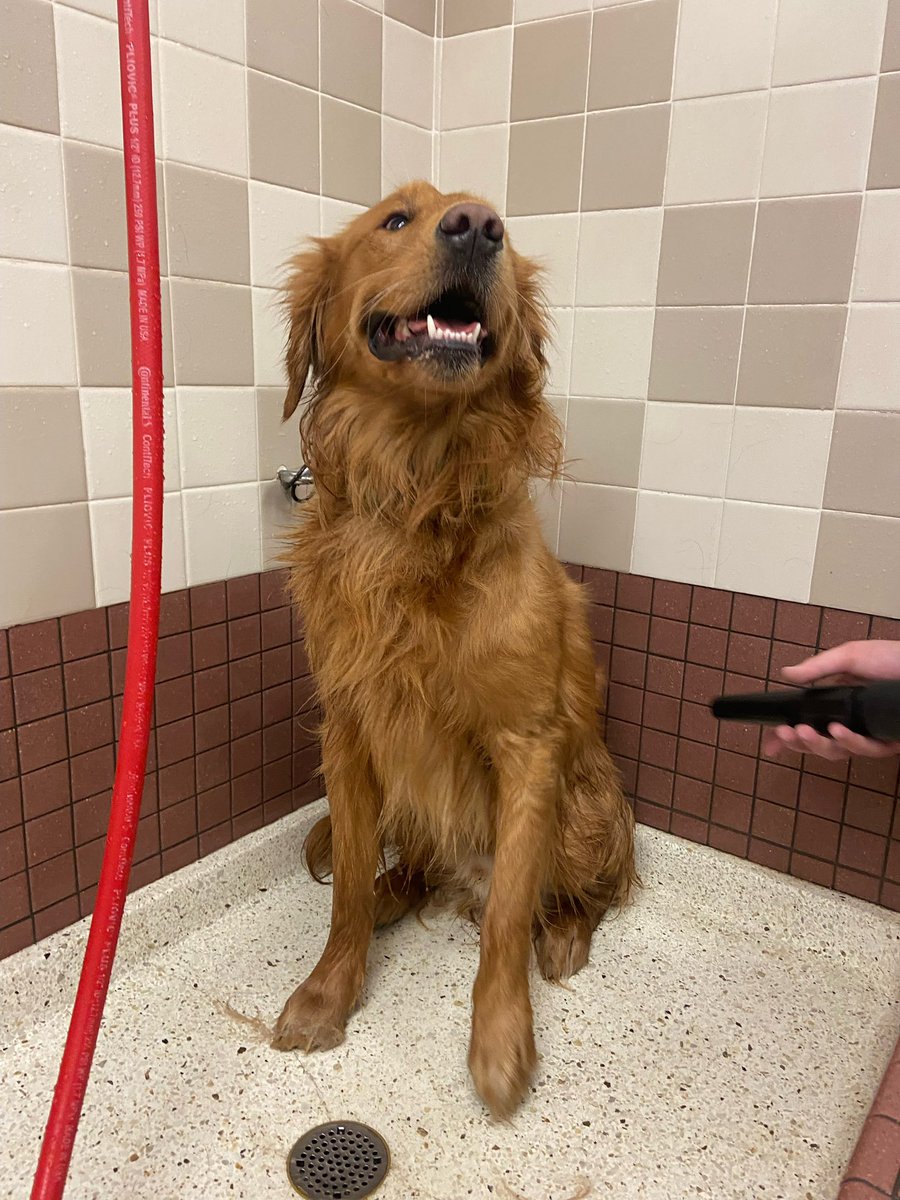spattyspat's tweet image. Graham had lots of fun on his Monday afternoon run. He managed to find the wash pad drain, clipping bin, and a sand pile. The dog wash was a necessity today. 😂 #DogsOfTurf