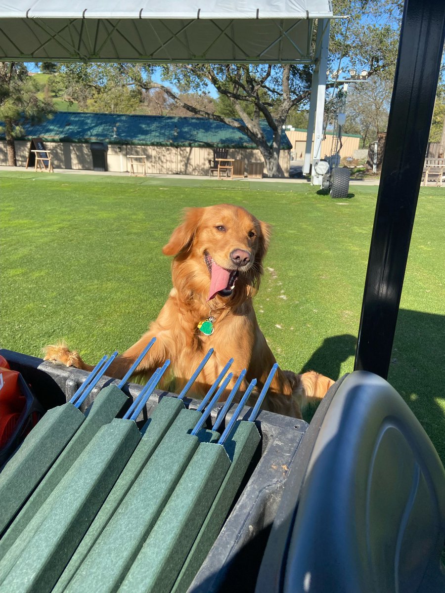 spattyspat's tweet image. Graham had lots of fun on his Monday afternoon run. He managed to find the wash pad drain, clipping bin, and a sand pile. The dog wash was a necessity today. 😂 #DogsOfTurf