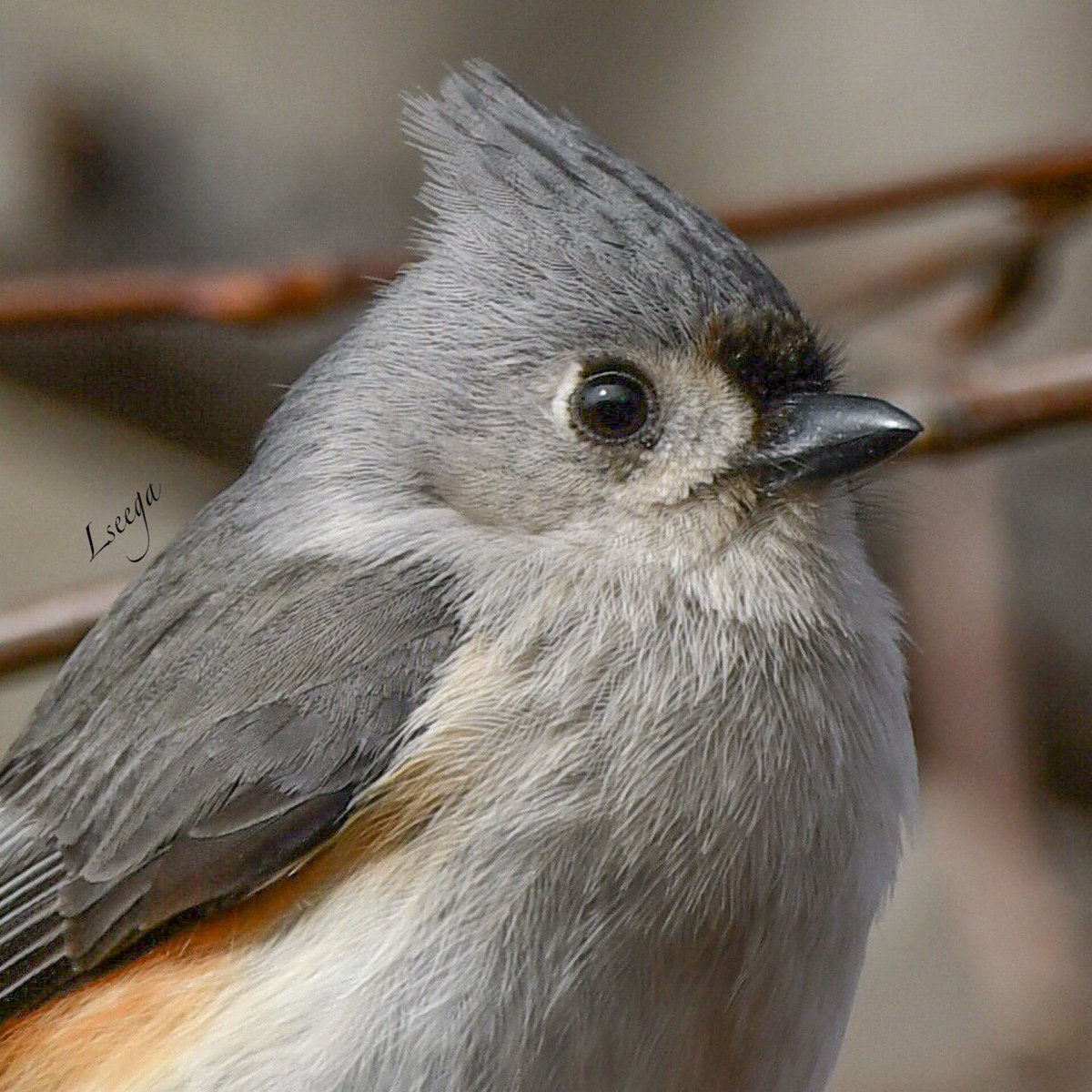yankeelimner's tweet photo. Tufted Titmouse up close! #nikonphotography #nikonnofilter
#birdsofNewEngland https://t.co/DP0rARitEE