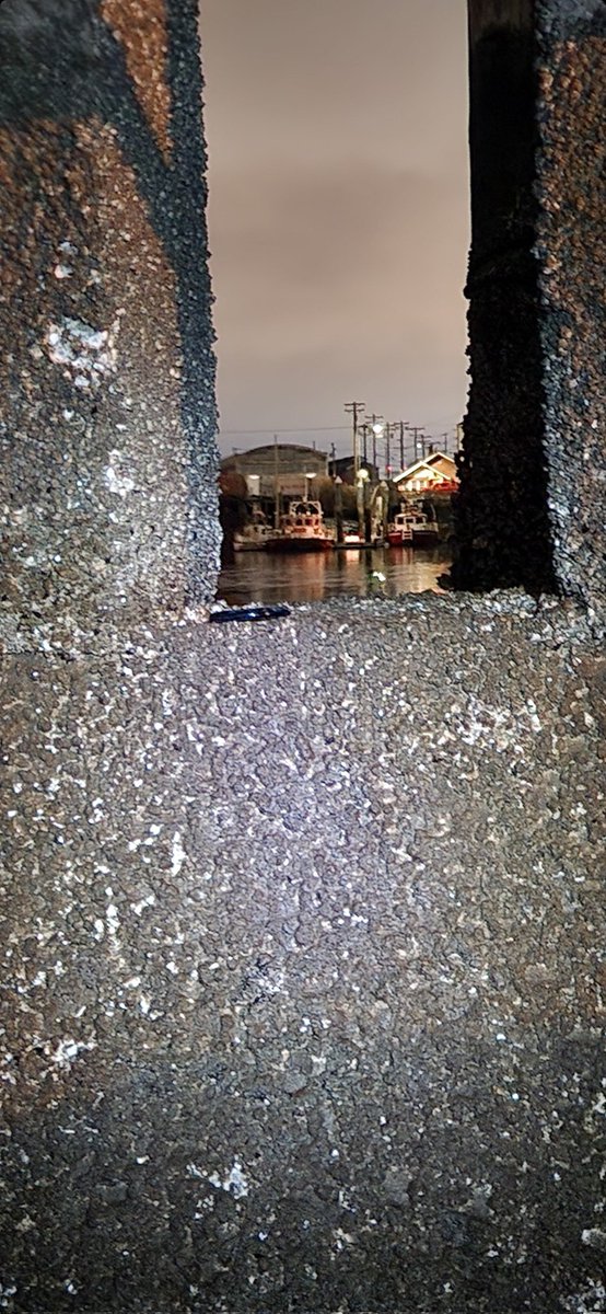 Rashell253's tweet image. Better late than ever. Very long story short, I found this beautiful glass on my birthday this year,Jan 26th. I went swimming for it and realized that the Puget Sound was too damn cold and I had to come back at low tide(1am)to save this beauty. It was well worth it! #monkeyshines