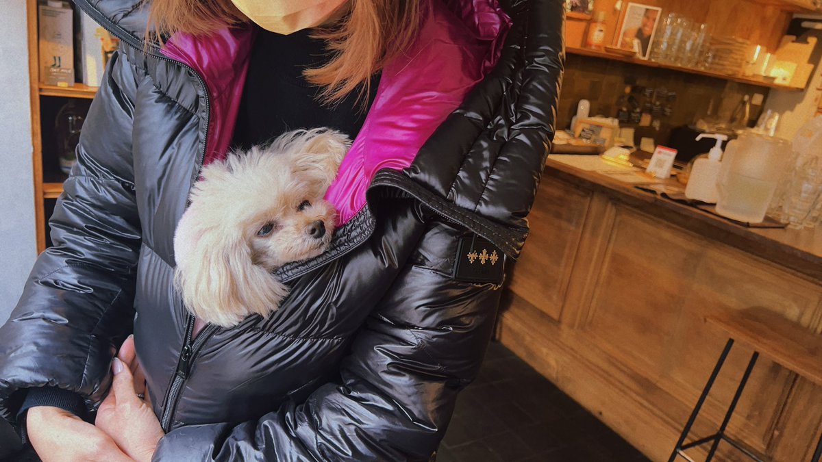 今日も寒いですね〜

我が家のワンちゃん（イブちゃん）は、チョー寒がり。
カフェの中でも、奥さんのコートの中から出て来ない。

僕も入りたい〜💕