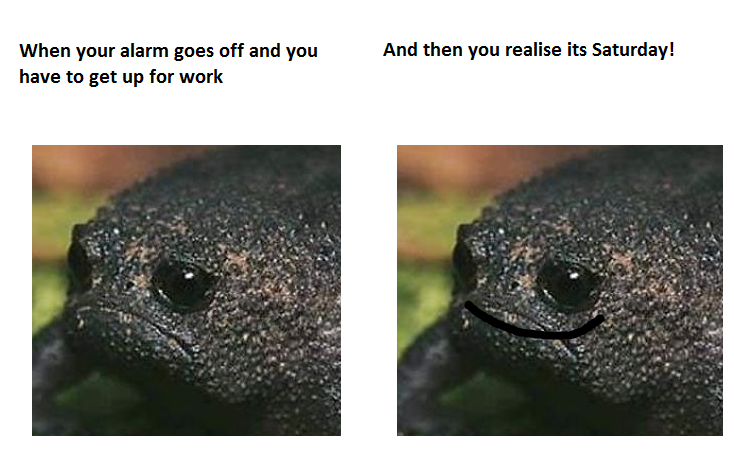 Purdoodles.basic🐉💚 tweet media