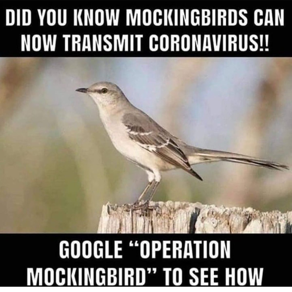 MichelleMaxwell's tweet image. #OperationMockingbird #ProjectMockingbird