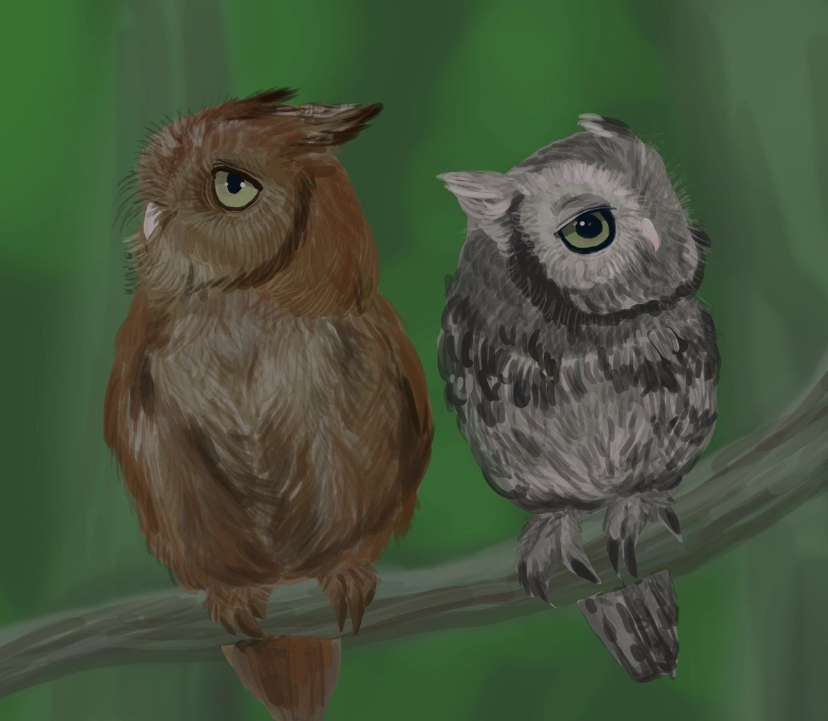ElnNagg's tweet photo. #everydaysketch #1page1day #study #sketch 
#Североамериканская_совка #Eastern_screech_owl #owl #elnnagg https://t.co/Wtiu5tyhNK