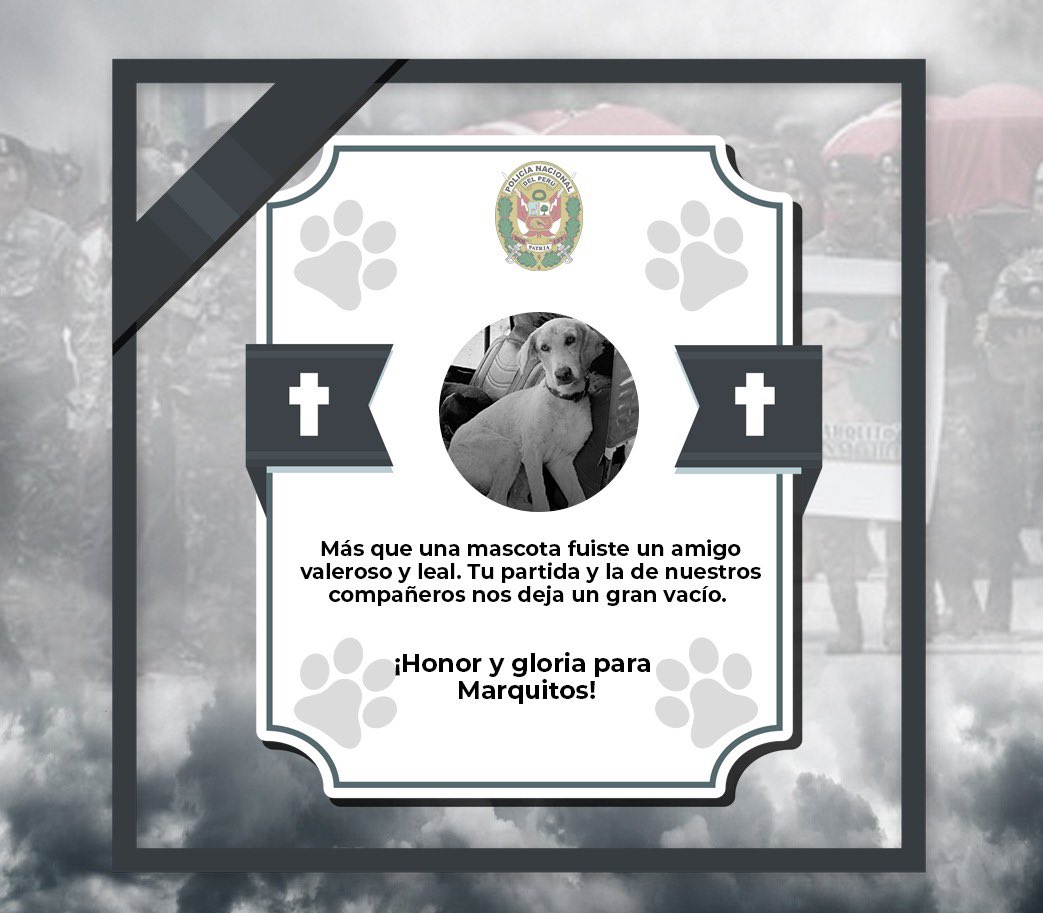 PoliciaPeru's tweet photo. Gracias por dejar huella en nuestros corazones. Vuela alto amigo "Marquitos" 🐾 https://t.co/TJtpZV3HCv