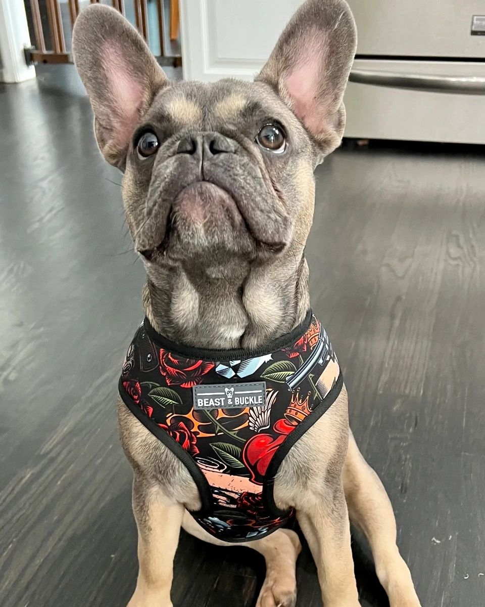 melmodco's tweet image. Who doesn't love getting packages? Once you subscribe to MEL-MODCO, your very good boy or girl will start perking up around deliveries too. With toys, treats, chews, and more, it's a very exciting time!