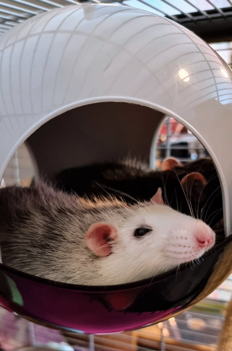 Rest in peace Ash. Little boy curled up under the heated blanket with his mum and dad and never woke up. Love you my boy ❤️