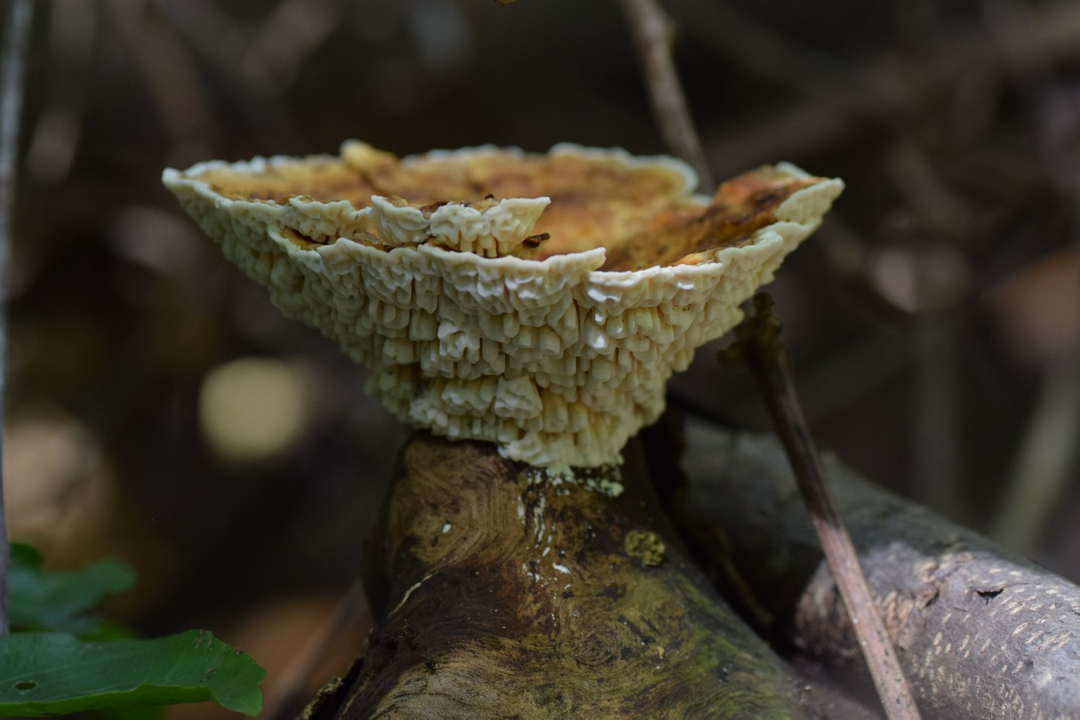 RefugioRomelia's tweet photo. Can you help us identifying this ?

.⁣
.⁣
.⁣
.⁣
.⁣
#ediblemushrooms #foodlover #fungi #fungiphotography #fungus #fungusamongus #macro #magicmushrooms #medicinalmushrooms #mushroom #mushroomhunting #mushroomlove #mushroomphotography #mushrooms #mushroomseason #mu https://t.co/KPOKH2wNNC