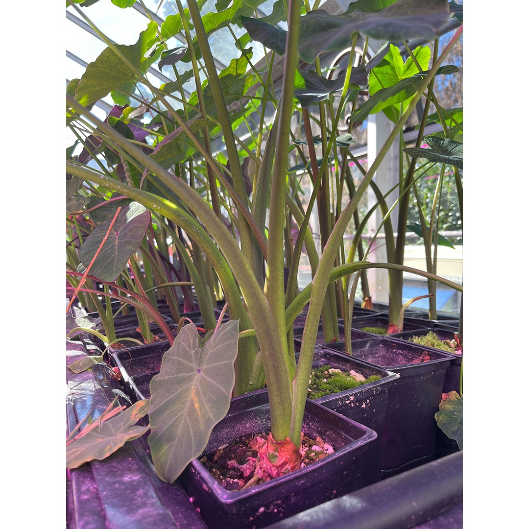 LeapFrog Design tweet media