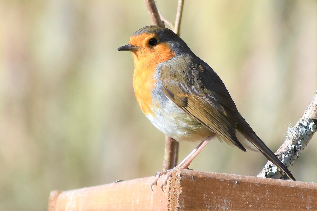Plenty of birds enjoying the warm sunshine in the garden today. We were also visited by a peacock butterfly and a bumblebee.
#365DaysWild