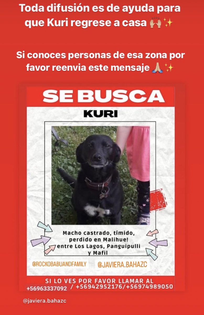jaz_orozco's tweet photo. #VuelveKuri todo el apoyo en la difusión, #Sebusca #PerritoPerdidoChile en #Malihue  entre #Panguipulli y #LosLagos en #Chile https://t.co/7ky1Z7H4WQ https://t.co/rgUBO0u53W