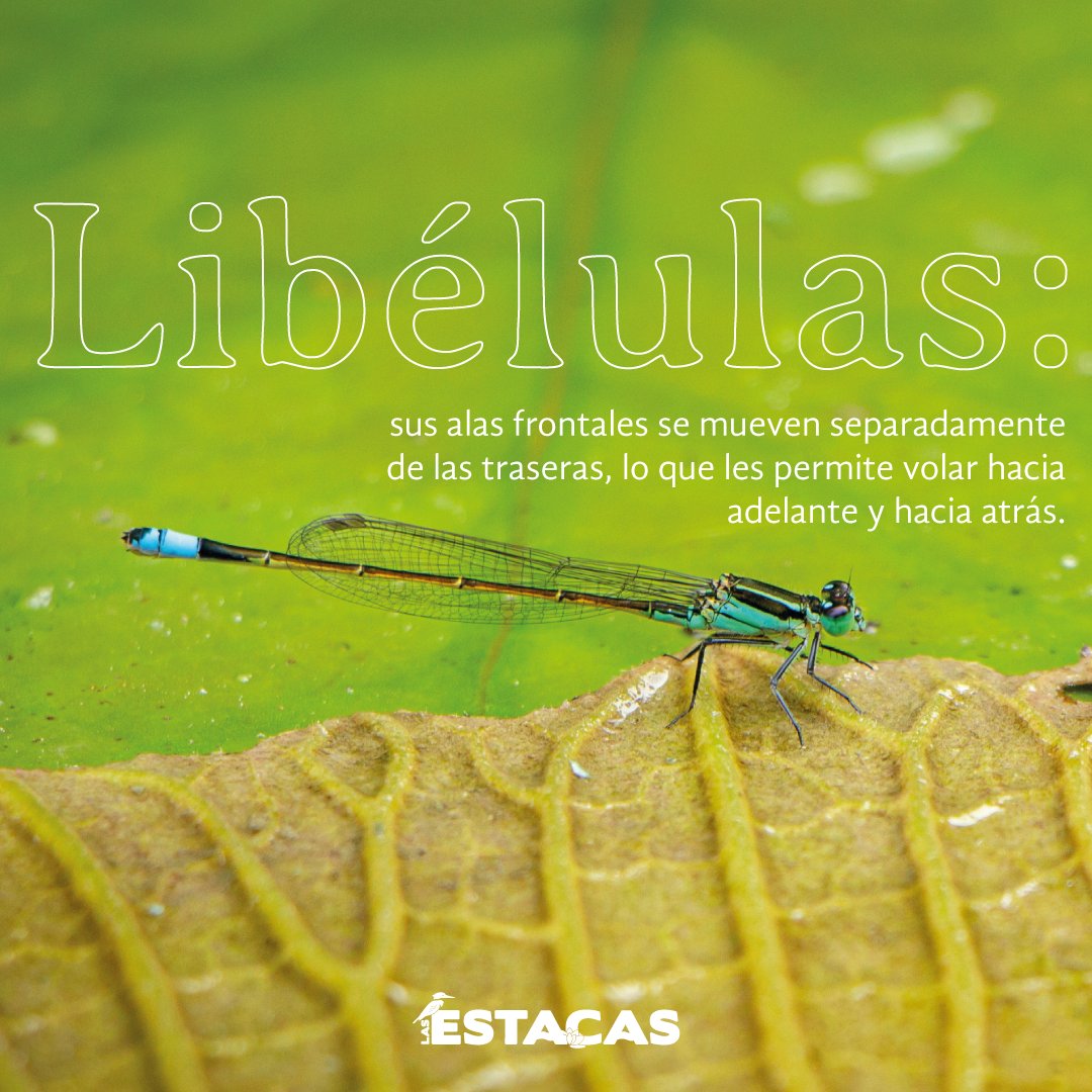 Las Estacas tweet media