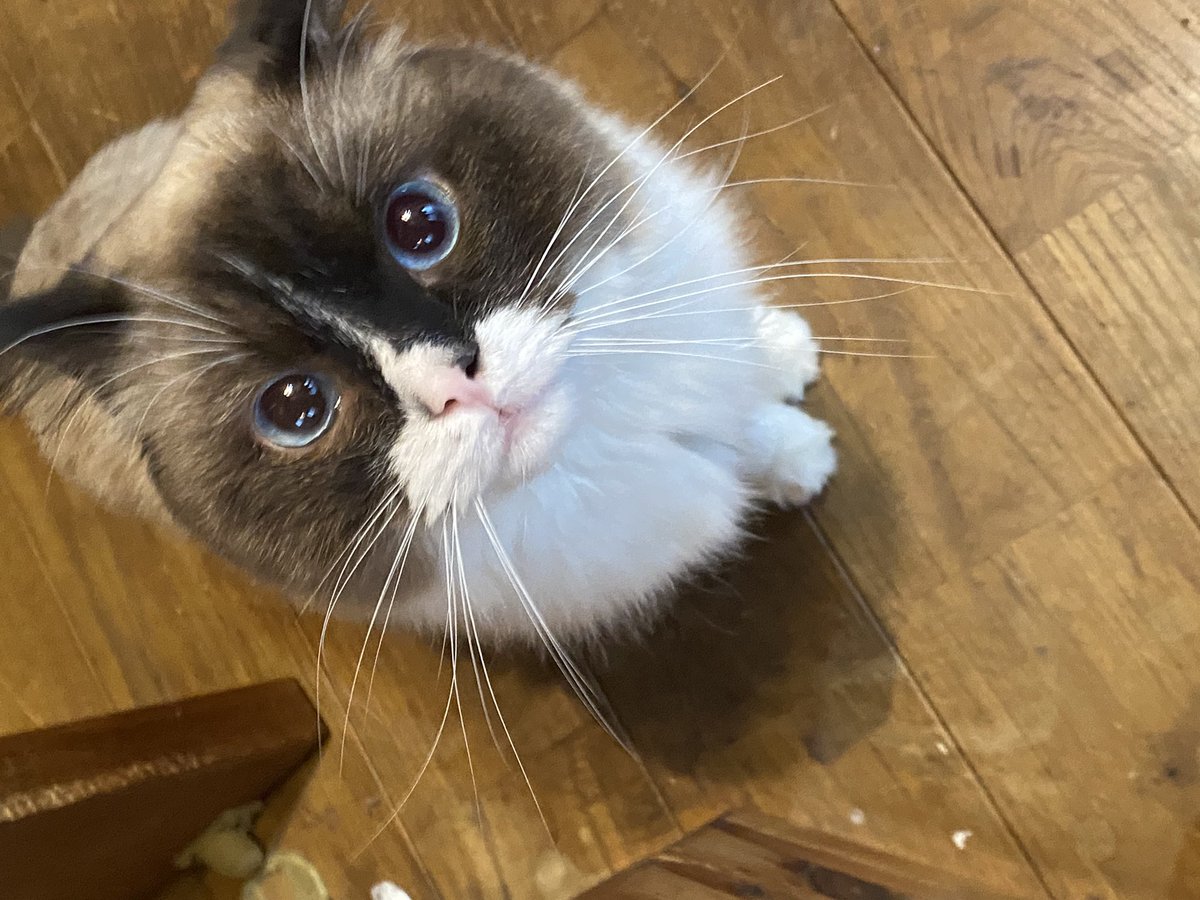 BanTetoAri's tweet photo. 加工はしておりません！
お目めがキラキラ過ぎです

#cat  #猫　#猫好きさんと繋がりたい https://t.co/GuEuvEMRZd