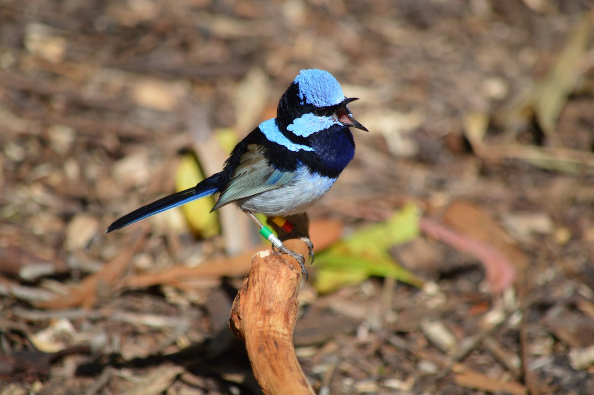 andrew_katsis's tweet photo. Why do we call them fairy-wrens? #birds 

Europeans first encountered fairy-wrens in Jan 1777 on Tasmania's Bruny Island, during James Cook's third voyage. William Anderson, the Scottish naturalist aboard the HMS Resolution, was delighted by one of the island's colourful birds. https://t.co/gtC2e1M9ya