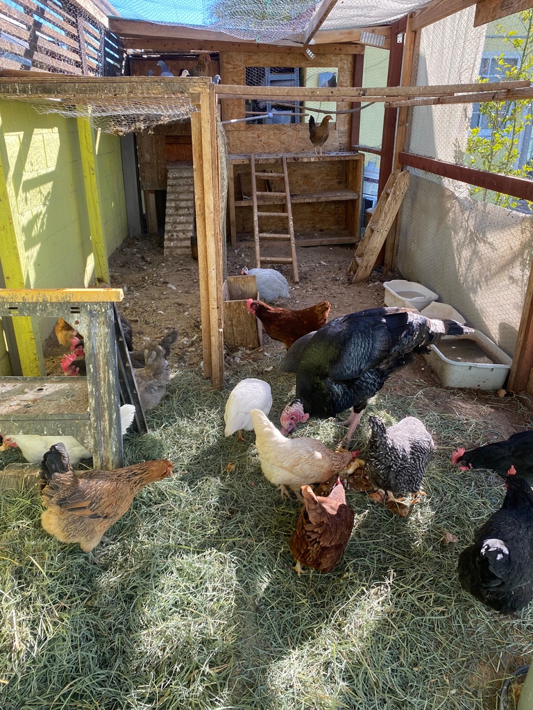 City Cast Las Vegas on Twitter "Egg prices has a lot of Las Vegans