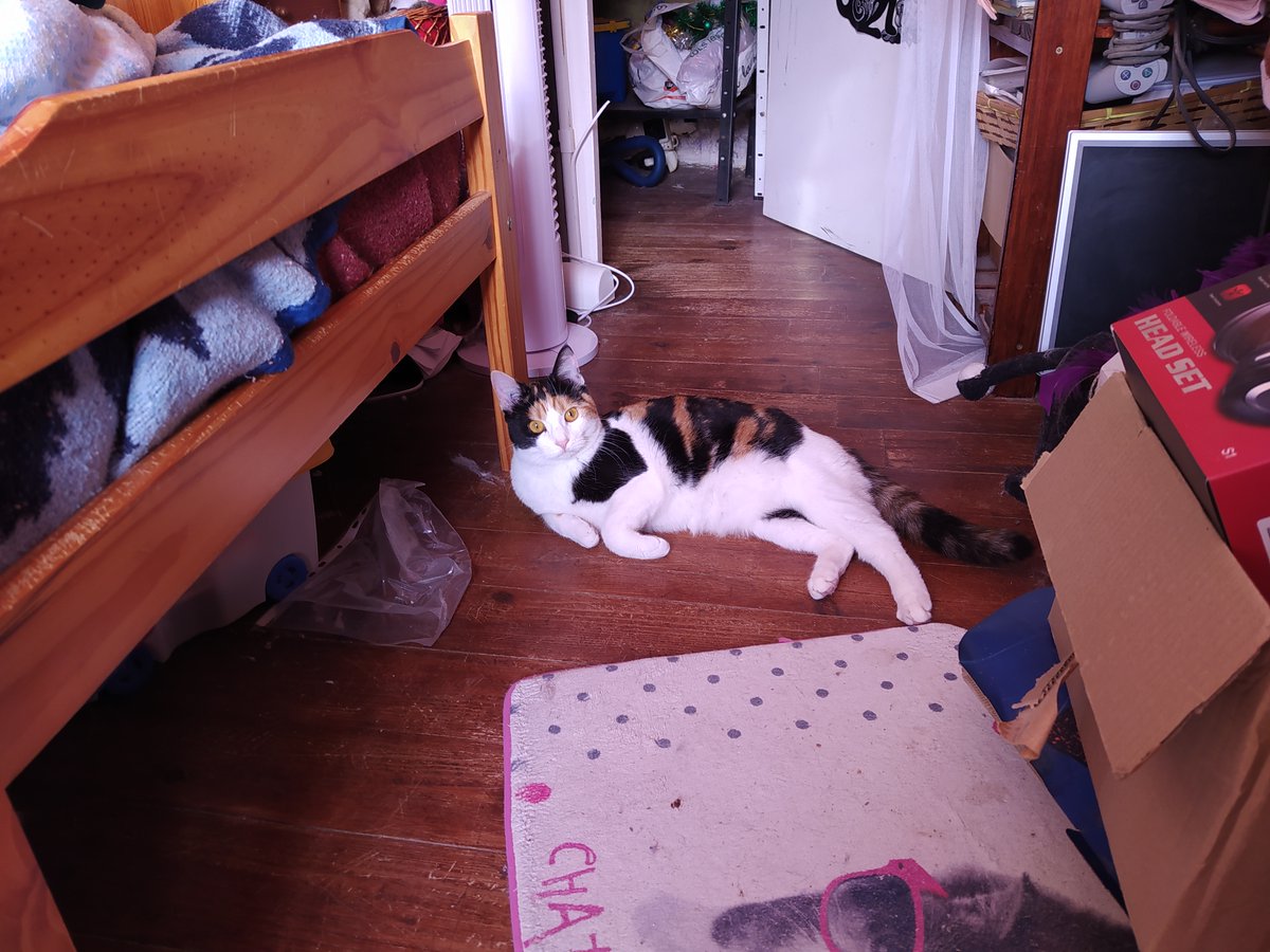 Chiipsie's tweet photo. @ArtLymia Le contenu du colis a aussi fait deux autres heureuses... Caramel a clairement la tête d'une petite pirate qui a tout déballé, Praline voulait juste voir si elle pouvait rentrer dans le carton (clairement non mais elle a mis sa patte dedans, c'est le plus important pour elle :D) https://t.co/O2uxQoiUj3