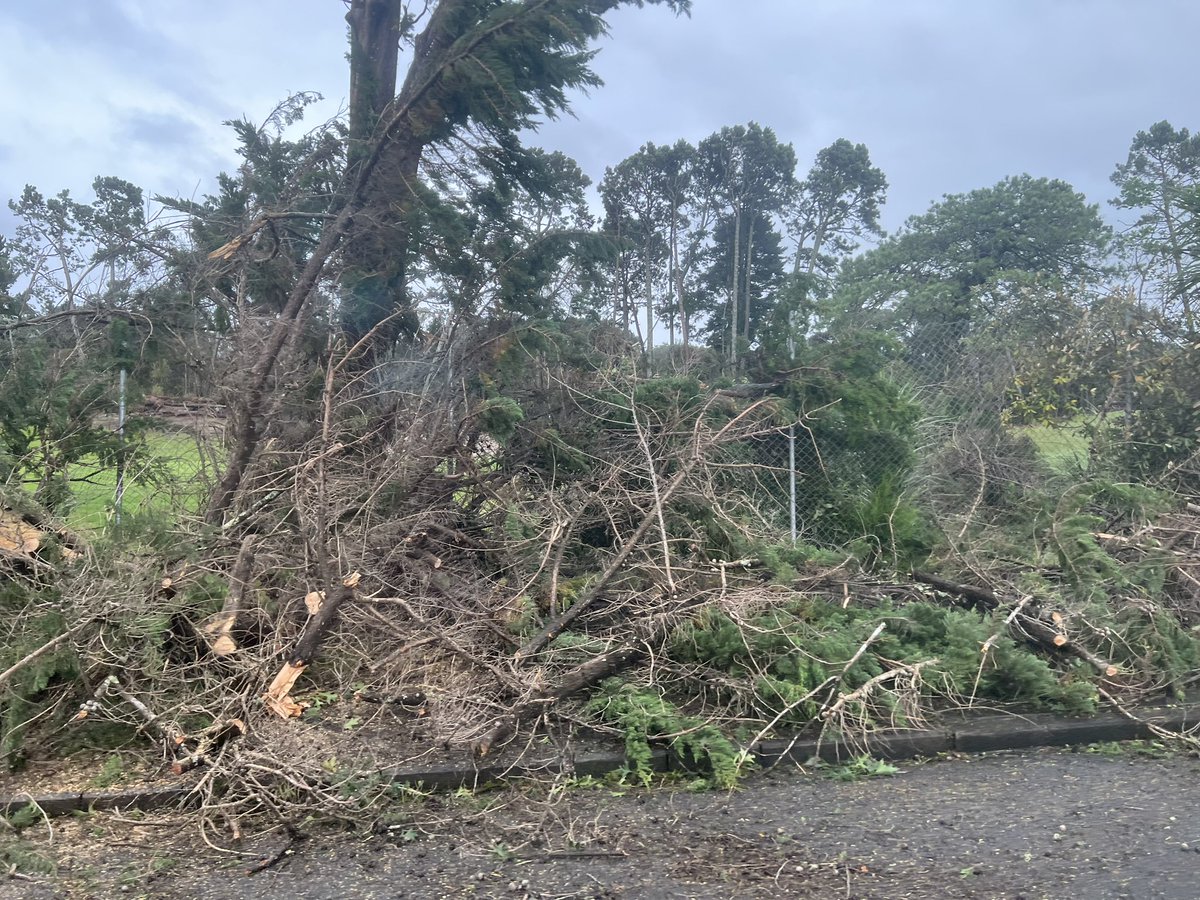 KiwiBirdInHeels's tweet photo. Luckily these trees went that way instead of this way 🙄#Auckland https://t.co/tk85x2xZrC