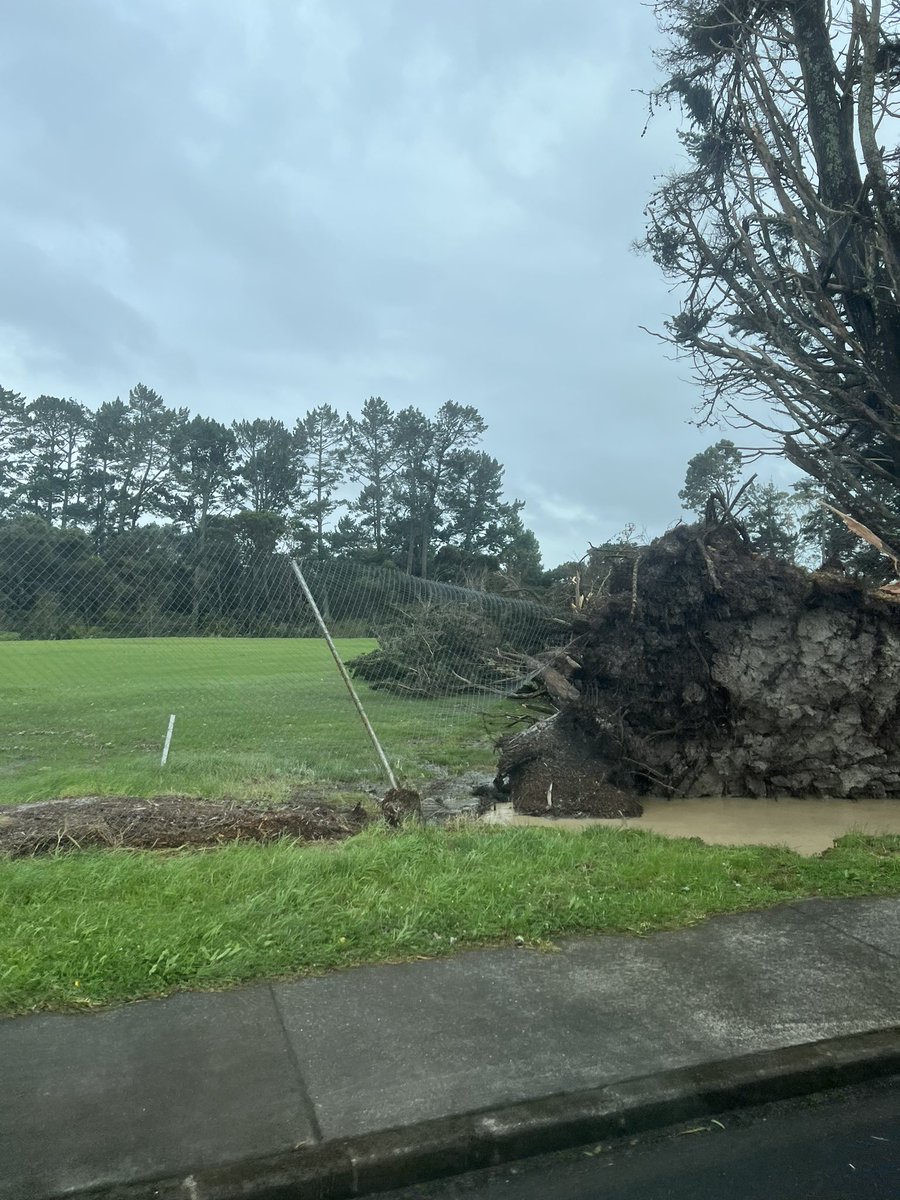 KiwiBirdInHeels's tweet photo. Luckily these trees went that way instead of this way 🙄#Auckland https://t.co/tk85x2xZrC