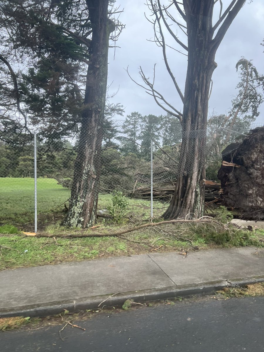 KiwiBirdInHeels's tweet photo. Luckily these trees went that way instead of this way 🙄#Auckland https://t.co/tk85x2xZrC