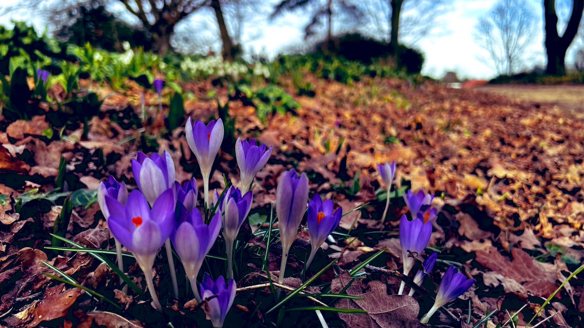 💜🌿Lovely walk through the woods 🌿💜

#NannysGardenWorld 

#FlowerHunting #BethChatto #GardeningTwitter #Garden #Flowers #Crocus #OnMyWalk