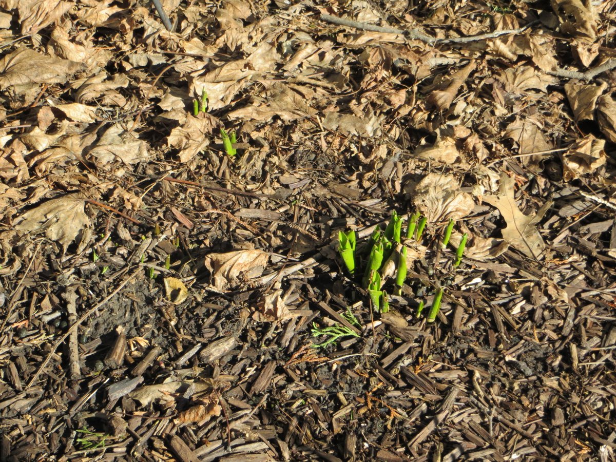 JulieCTV's tweet photo. Mild temps continue, feeling like Spring in the region.  The mild temps continue through Thursday.  Colder air returns Friday with the chance for flurries.   Thank you to Anne Feltham #Springlike @CTVLondon https://t.co/4eXh7x9Vbu