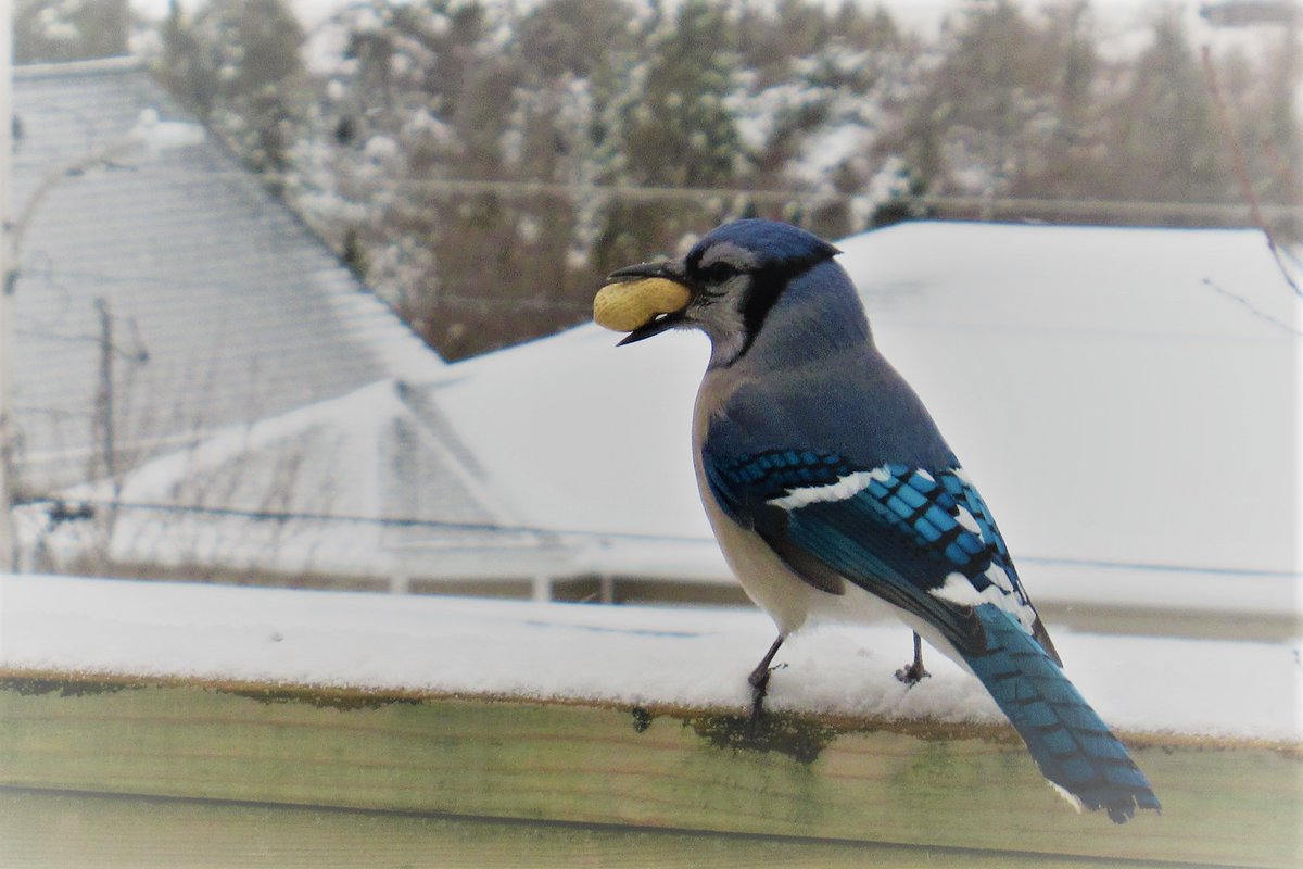 Breakfast for #bluejays! #loudBirds #birdwatching #NLbirds #birdsNL #feederwatch #BirdsOfTwitter #natureNL #backyardBirds