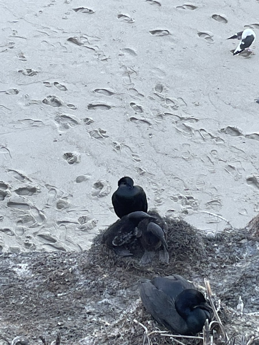 coolcauliflower's tweet photo. i was watching these birds the other day and now im invested like i need to go see how they're doing did the babies leave the nest already or have new babies hatched i need to know https://t.co/XiSSpYfcw3