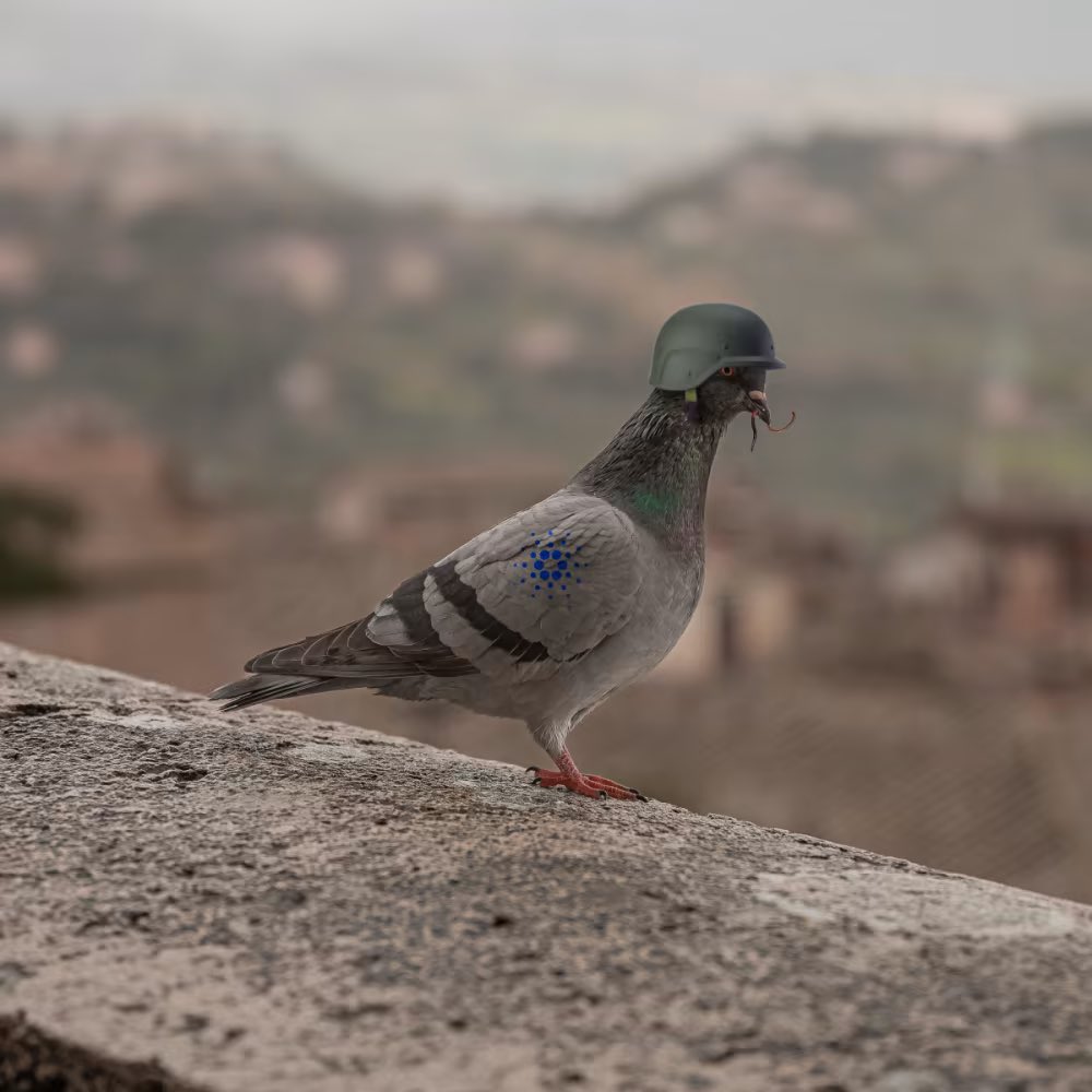 RealHato's tweet photo. Ey, fellas! Did you know my great-great-grandpappy was a hero during the Great War? He was a messenger pigeon who flew top secret missions behind enemy lines. Ya don't believe me? Search for Paddy Pigeon on that Google thing. #Pigeoninfluencer #GreatWarHero #pigeonproud #paddy https://t.co/0sRLDNSQyh