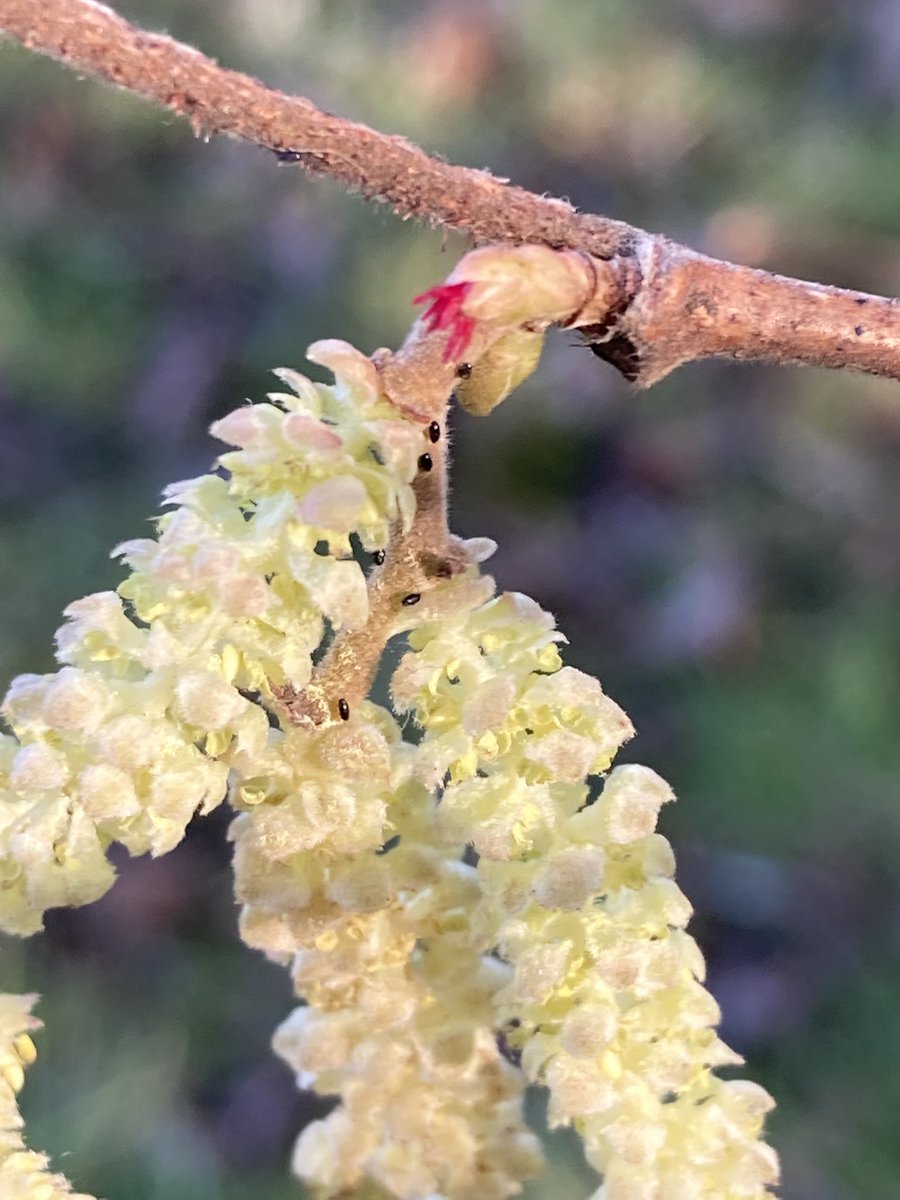 OfSorrel's tweet photo. Spotted hazel flowers at Sorrel park today. These tiny red flowers are the female part of the plant. https://t.co/bVU3NuiWGf