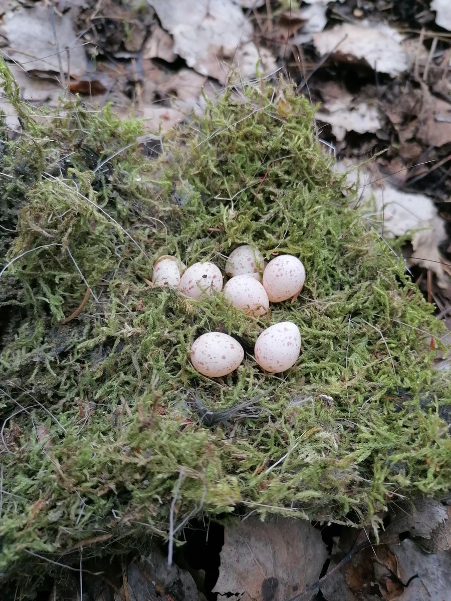 That was the better surprise at the annual bird boxes cleaning.😄🥚
Guess the worse...
#eggs #thegreattit #birdboxescleaning