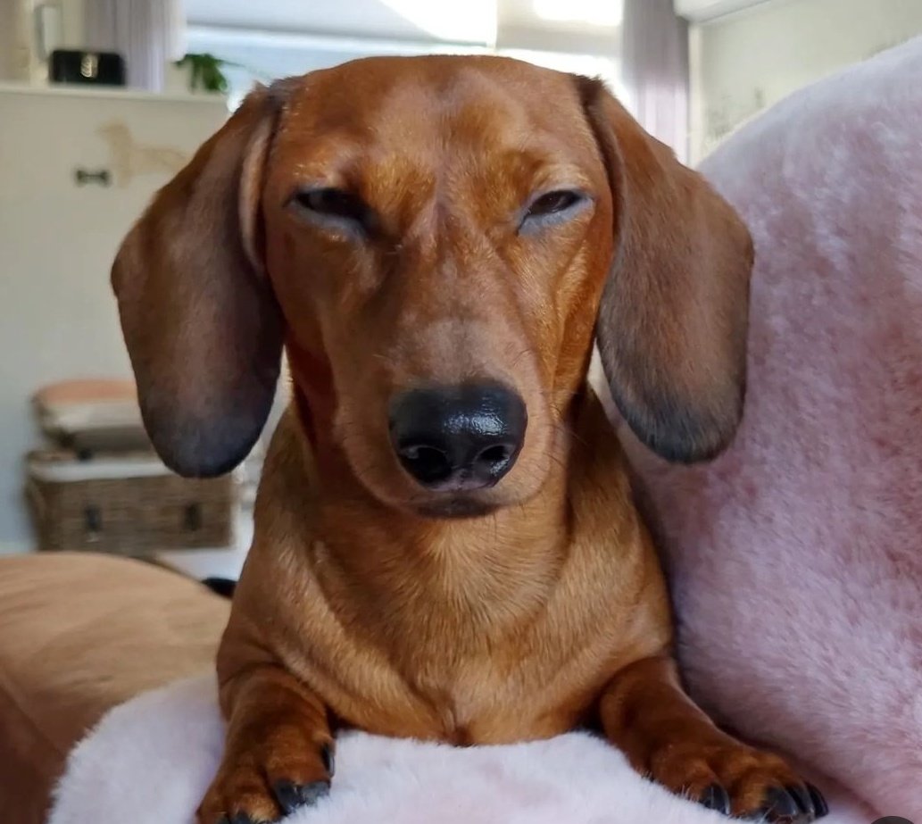 MALACARA tweet media