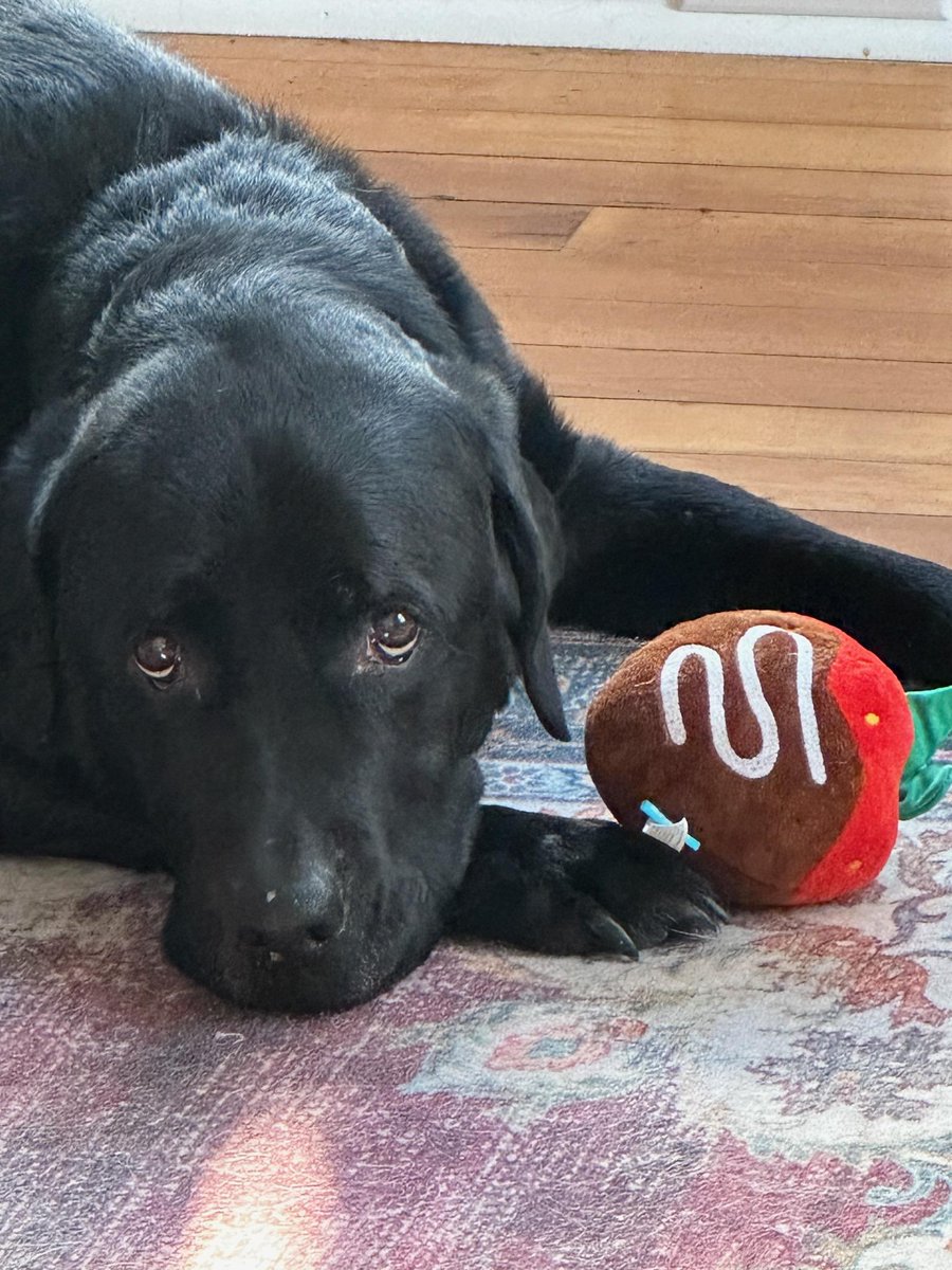 When you get a snap of your grandpup, your day just kind of gets even better.  #DogsofTwittter #ziggy is a #mood <a href="/ChloeJayne_1/">chloe♡</a>
