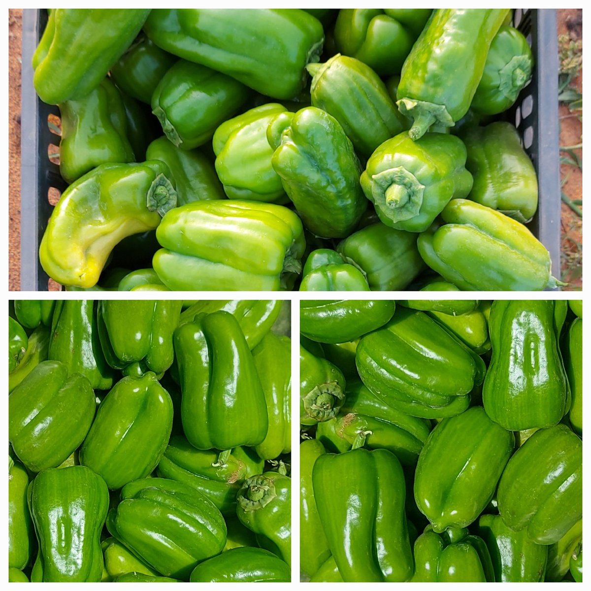 Tomono Farm tweet media