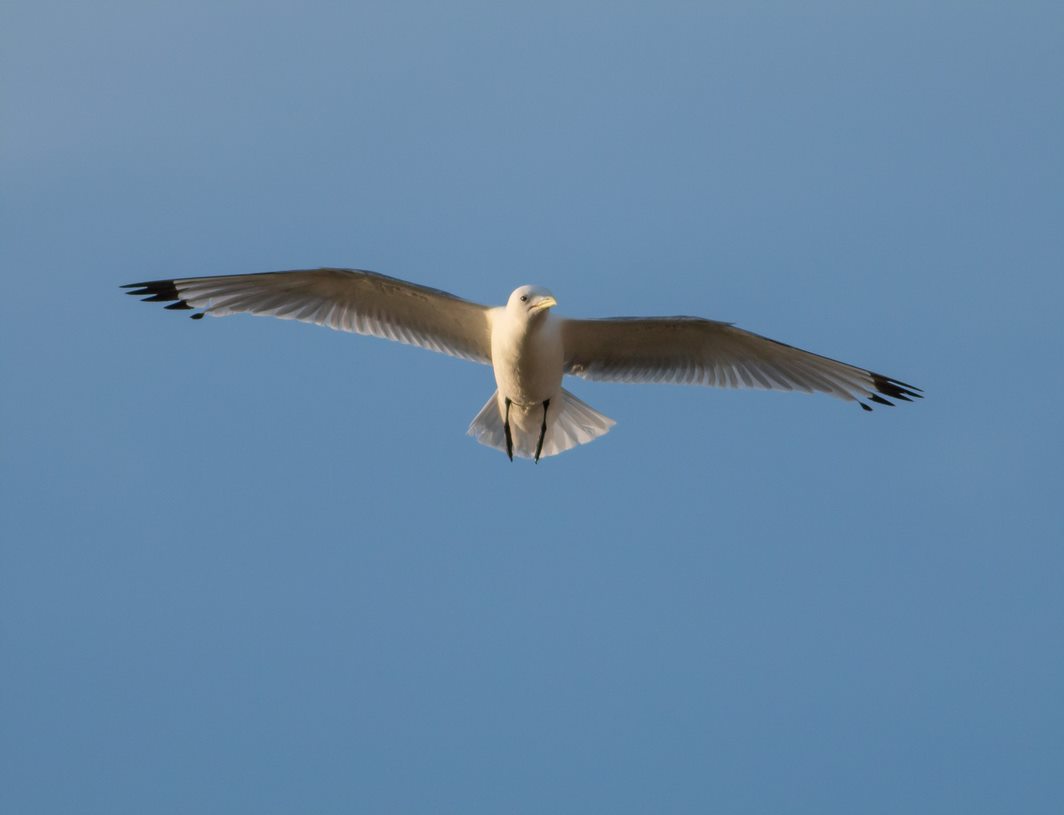 Interested in a MSc/PhD studying the world's most beautiful gull?

Come work with conservation partners <a href="/ParksCanada/">Parks Canada</a> <a href="/ECCCSciTech/">ECCC SciTech</a> @lavoie_raphael &amp; MC Roy at the gorgeous Mingan Archipelago to discover why kittiwakes have declined in Gulf of St Lawrence.

csee-scee.ca/demography-of-…