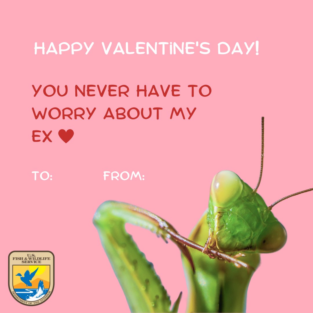 USFWS's tweet image. Back by popular demand, our annual Valentine&apos;s Day cards. Please distribute responsibly.