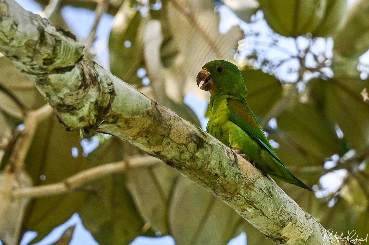 I have seen over 50 species of birds so far on my Panama vacation. Here are my fav 4 so far!
#shareyourfeathers #BirdsSeenIn2023
#panamabirds #thephotohour #birdwatching 
Instagram.com/rachelle_richa…