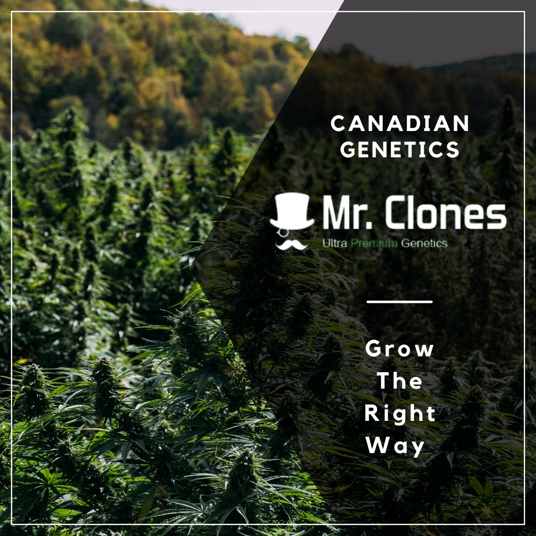 While some may dispute the use of clones, we firmly believe in their benefits and are here to make a case for their validity. #Mmemberville #Cannabis #WeedMob #CannabisCommunity #StonerFam #Growyourown #CannaFam #Stonerville #greenthumb #cannabisindustry #canadianweed