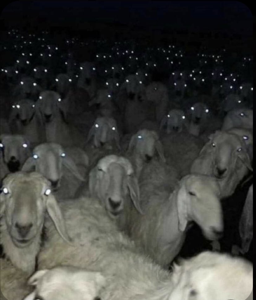 jasmine7h1's tweet photo. farmer wills sheep judging him from home #LoveIsland https://t.co/ux7dsjzZsU