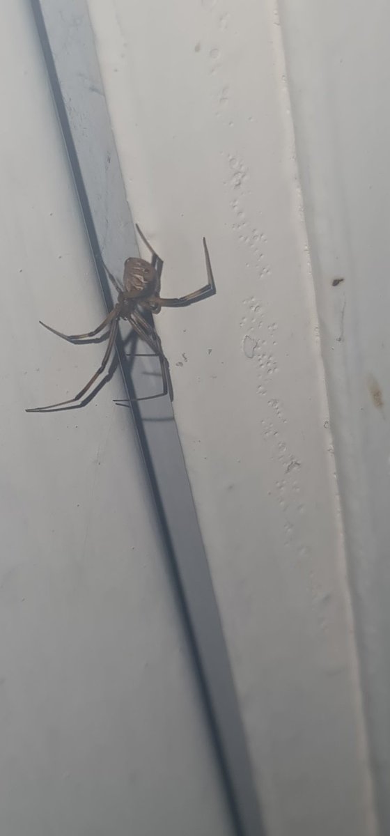 foresillo89's tweet photo. Hola @Arachno_Cosas, hace unos días encontré a esta amiga en mi casa. ¿Es de importancia médica? Saludos!! https://t.co/oi2Du3mUCU