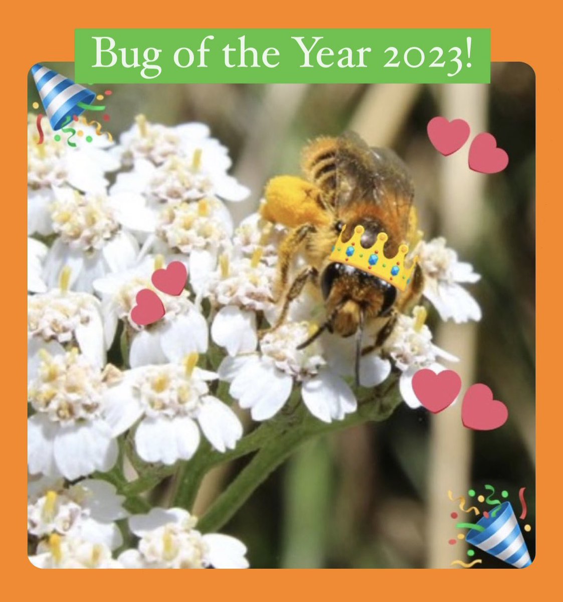 NZEntoSoc's tweet photo. Ngaro huruhuru - native bee (Leioproctus fulvescens) is the FIRST to be crowned New Zealand Bug of the Year 2023 #bugoftheyear2023 https://t.co/9hQhNzdXbM