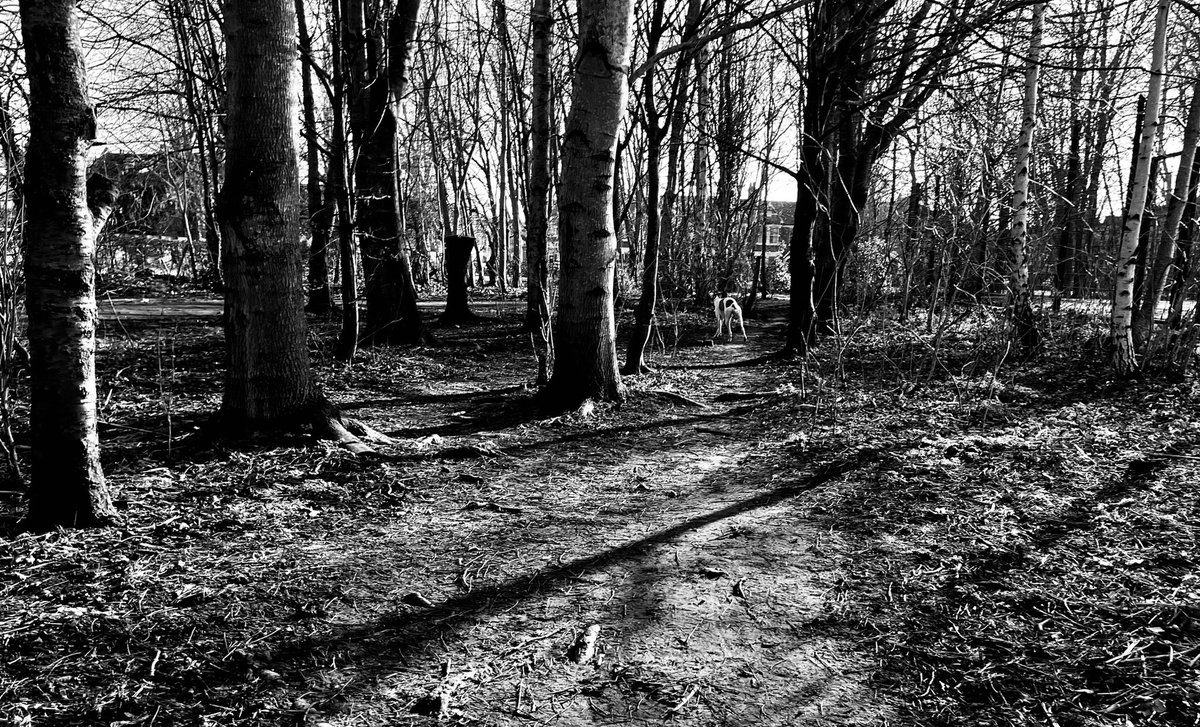 Walk in the Woods #winterwalks #blackandwhite #monochrome