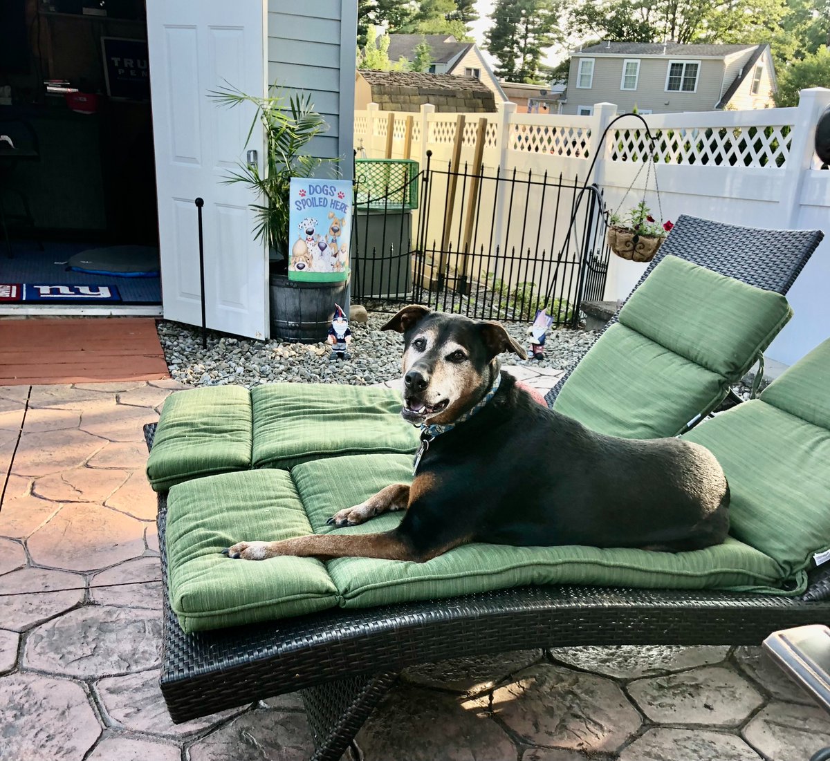 kdchadw's tweet photo. Really shitty day today took my Ike to the vet he has not been doing well and after 13 years my best buddy is gone over to the rainbow bridge 
Cried my eyes out RIP my boy we will see each other again https://t.co/2xOCgqa7JH