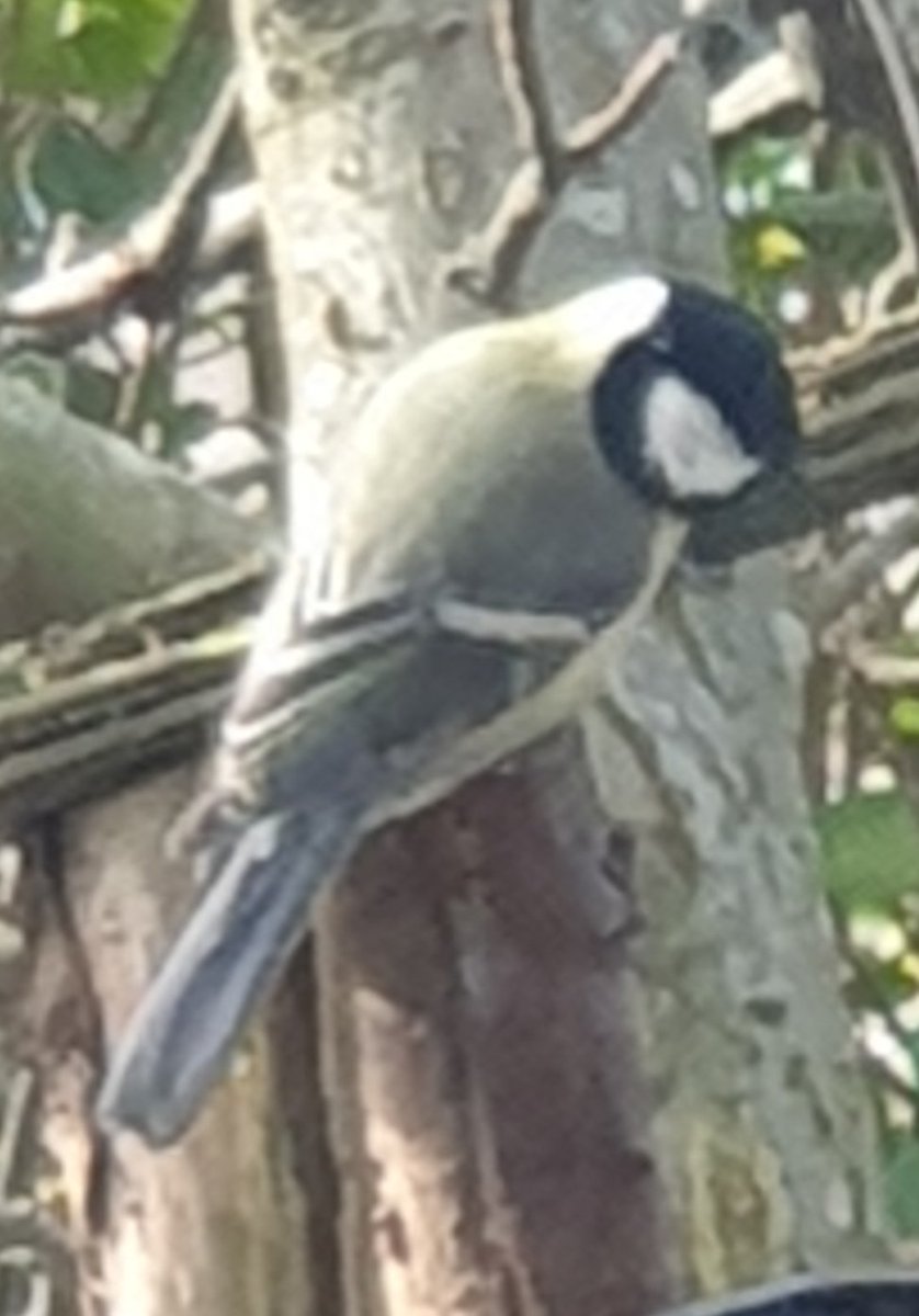 Ratski33's tweet photo. Vogelspotter ziet. https://t.co/MilCPOupSK