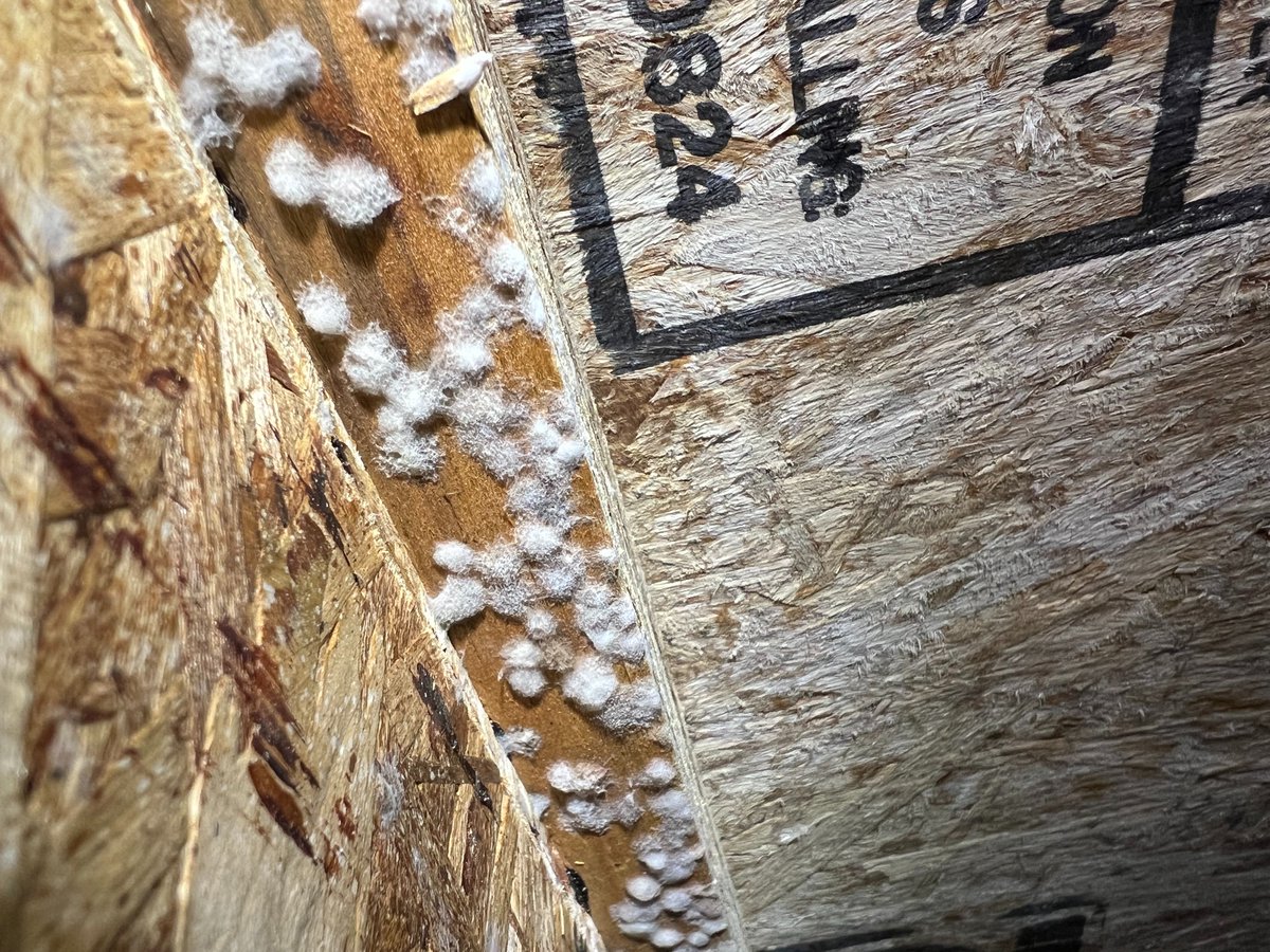 Mold doesn't just grow in old homes! This is from a recent inspection on a home currently under construction.