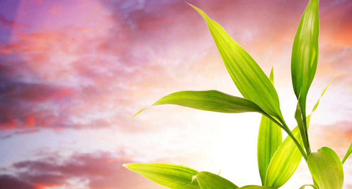 RED DEER, AB: Pure Life Carbon has announced the appointment of Monica Rovers as its newest board member. purelifecarbon.com

zurl.co/WobW