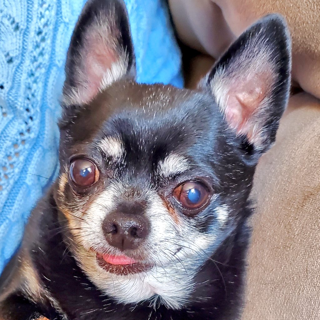 PeaceOut3825's tweet photo. Cataract eyes and all I love this little man, man. #Petey #TeaChi https://t.co/AWwQJjlb3N
