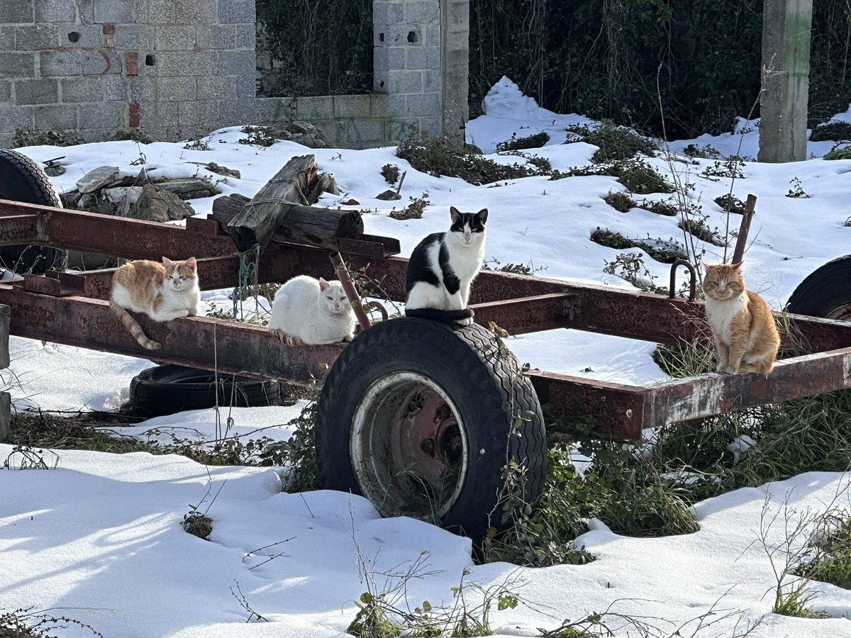 4 cool cats, 4 cool cats #coolcats #CatsLover #snowcats <a href="/TweetsOfCats/">Tweets Of Cats</a> <a href="/DontShowYourCat/">Dont Show Your Cat</a> <a href="/fmoscon/">Fabrizio Moscon</a>