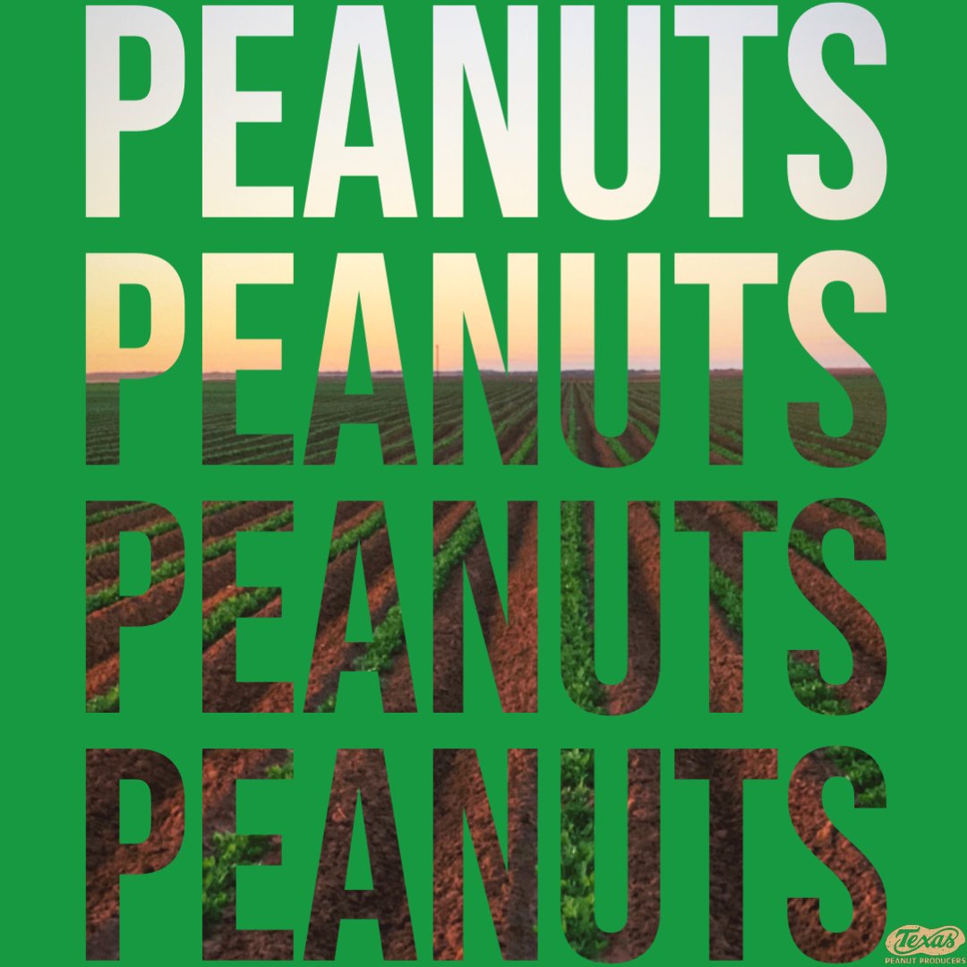 With fewer calories and more nutritious values, peanuts can help Americans create and sustain a healthy lifestyle; eating peanuts leads to feeling complete and nutritious throughout your day. 
•
•
•
#TexasPeanuts
Information from: ow.ly/JgzG50MReLc