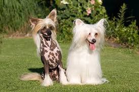 JamesLow22's tweet photo. @JamesLucassEFC The dogs https://t.co/vpVpa2JfI3